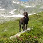 Labrador Retriever in den Zillertaler Alpen
