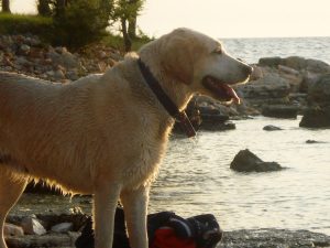 Labrador Retriever am Strand/am Ufer