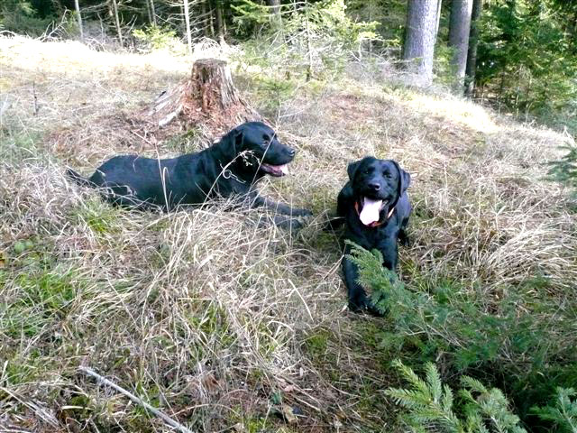 Labrador Retriever liegen im Wald