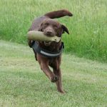 Labrador Retriever beim Training