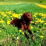 Brauner Labrador rastet in der Blumenwiese