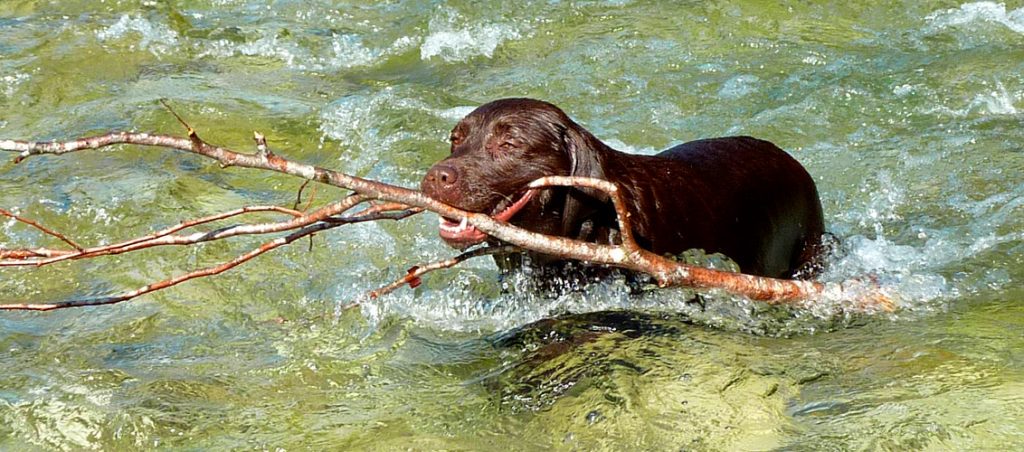 Labrador schwimmt im Fluss