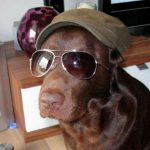 Labrador mit Kapperl und Sonnenbrille
