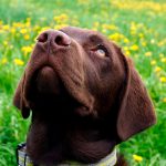 brauner Labrador blickt nach oben