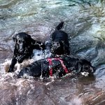 schwarze Labrador-Hunde spielen im Wasser