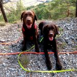 Braune Labrador-Hunde beim Wandern